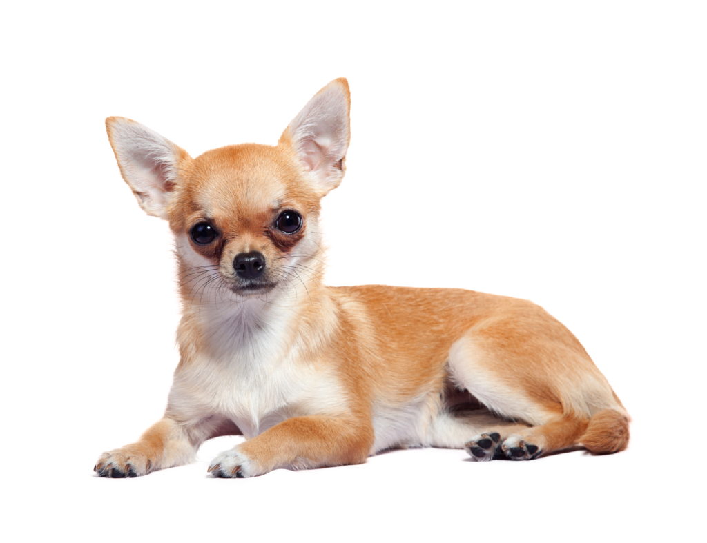Chihuahua Wachstum