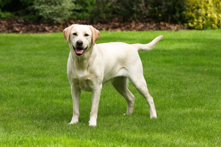 Labrador Retriever – Charakter, Aussehen, Haltung