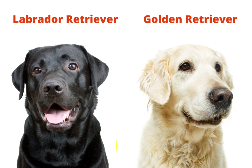 Unterschied Labrador Golden Retriever