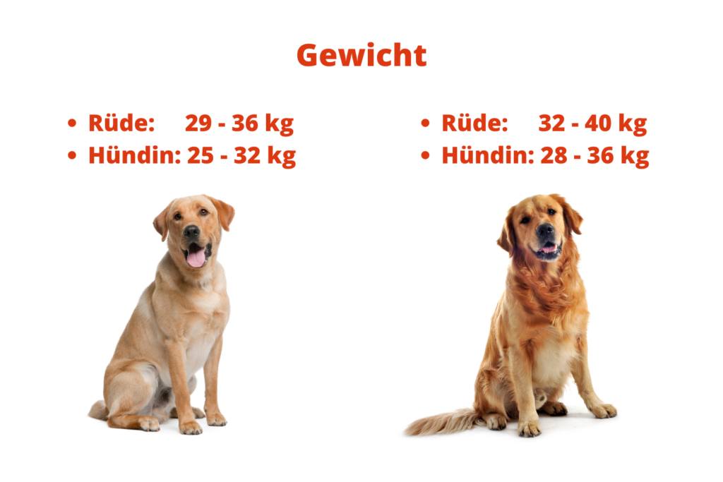 Unterschied zwischen Labrador und Golden Retriever Gewicht