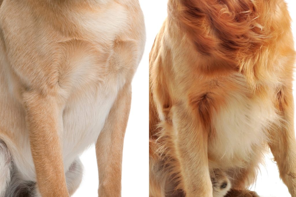 Unterschied Labrador Und Labrador Retriever