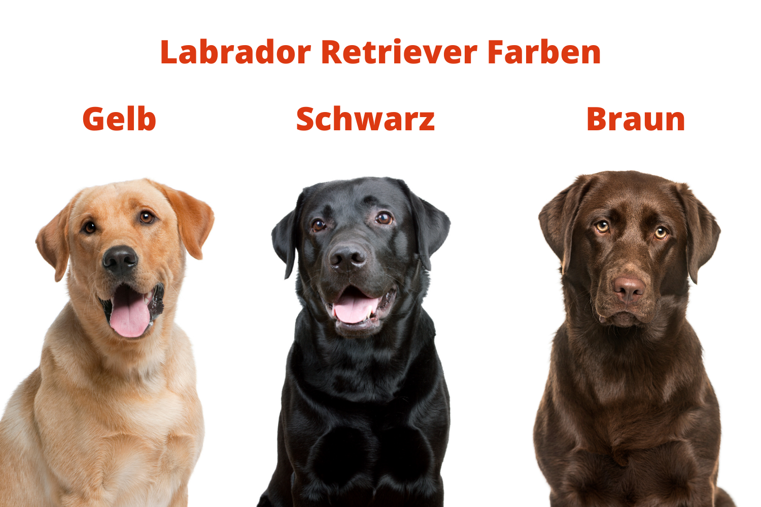 Labrador Retriever Farben