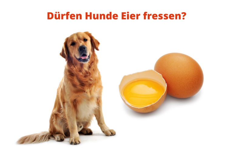 Dürfen Hunde Eier fressen?