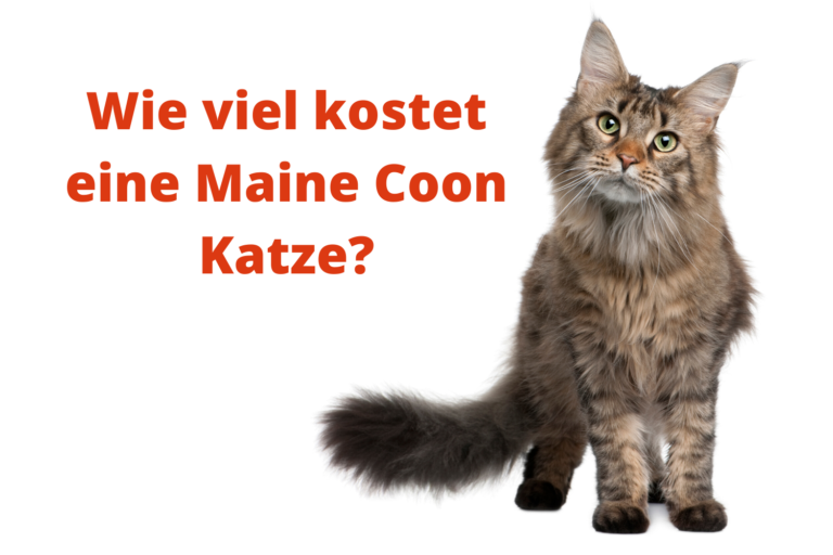 Wie viel kostet eine Maine Coon Katze?