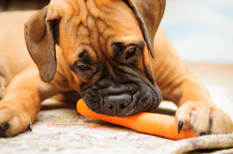 Dürfen Hunde Möhren essen?
