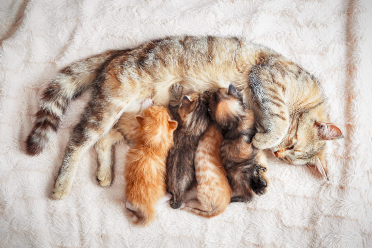 Tragezeit Katzen: Wie lange sind Katzen schwanger?