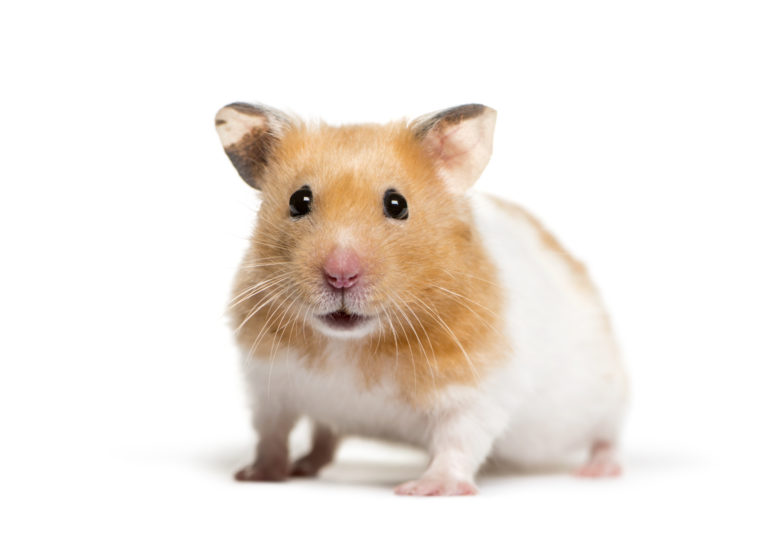 Lebenserwartung Hamster: Wie alt werden Hamster?