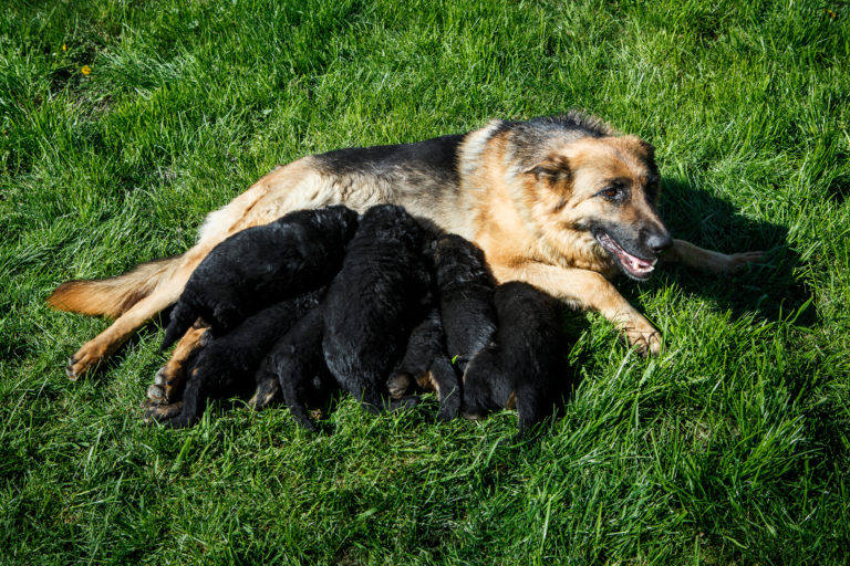Tragezeit Schäferhund: Wie lange sind Schäferhunde schwanger?