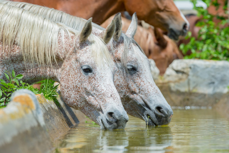 Wasserbedarf Pferd: Wie viel Wasser trinkt ein Pferd am Tag?