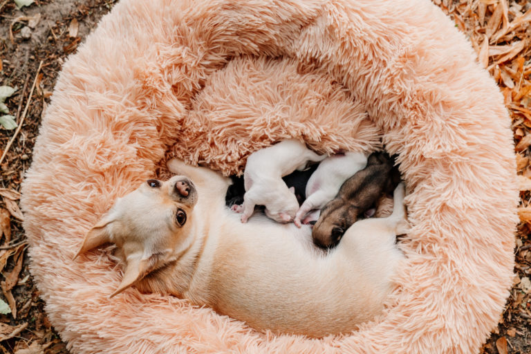 Tragezeit Chihuahua: Wie lange sind Chihuahuas schwanger?