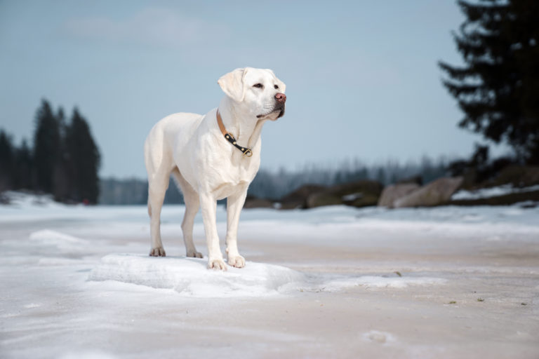 Weißer Labrador – Was ist der Unterschied zum gelben Lab?