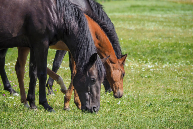 Grundsätze der Pferdefütterung: Was dürfen Pferde fressen?