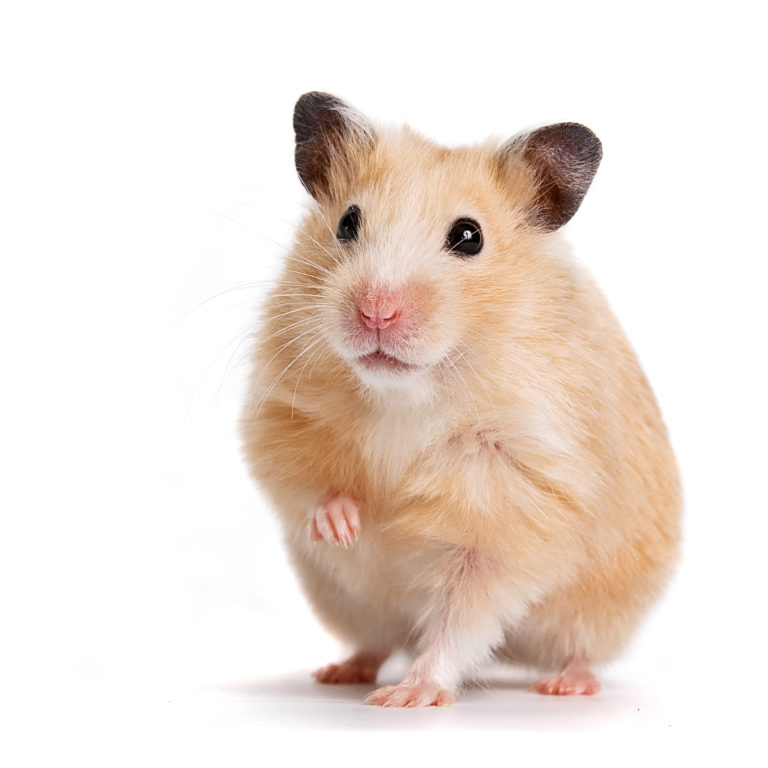Hamster Check – Alle Antworten zu den meistgestellten Fragen