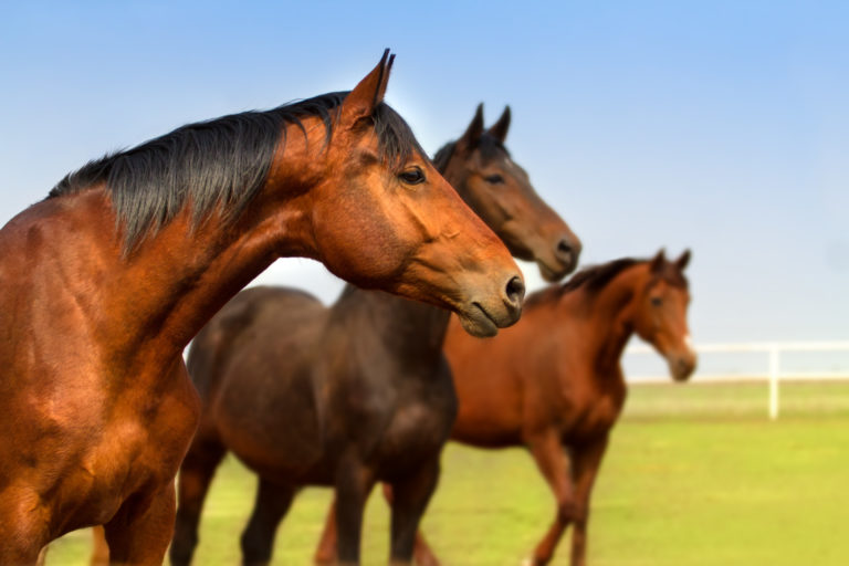 Die besten Online-Portale für den Pferdekauf – ein Vergleich und wichtige Kauftipps