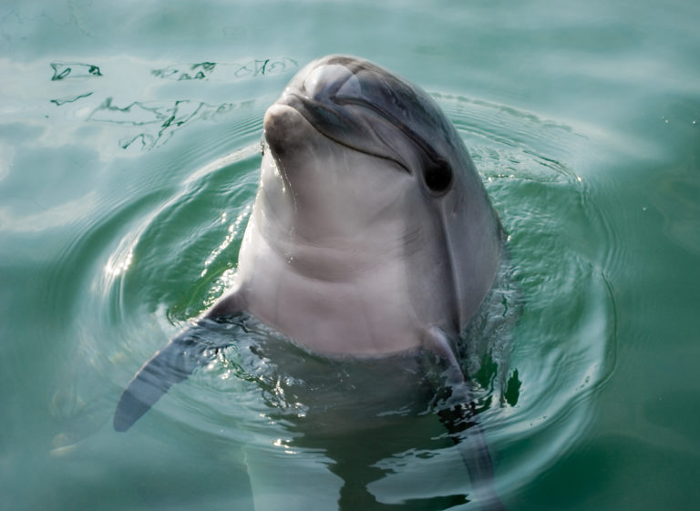 Delfine Steckbrief – Alle Fakten über Delfine