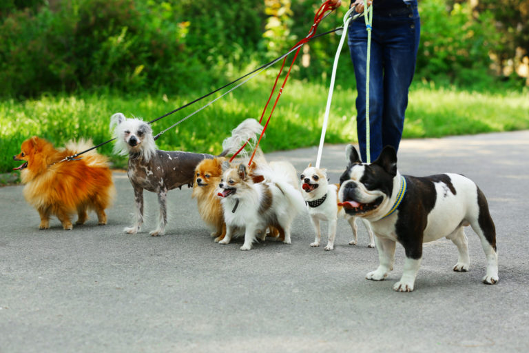 44 beliebte kleine Hunderassen (mit Bild)
