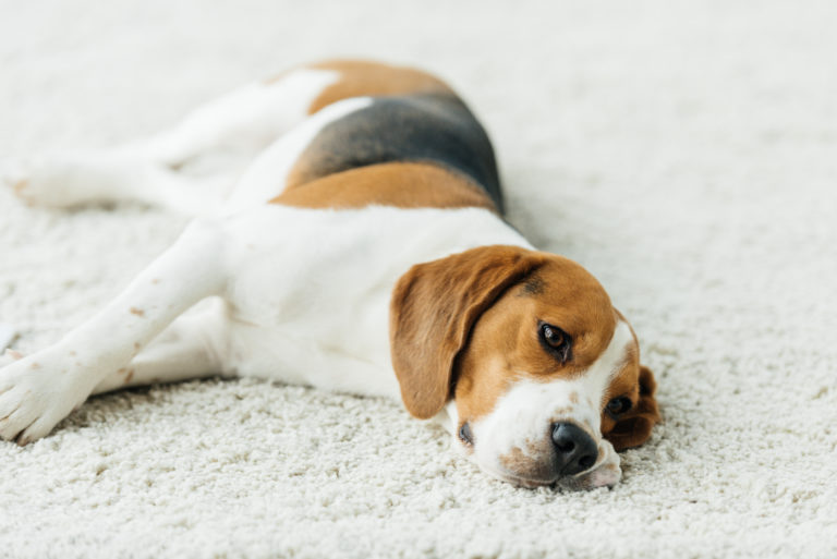 Schonkost für den Hund – Die richtige Ernährung bei Durchfall und Erbrechen