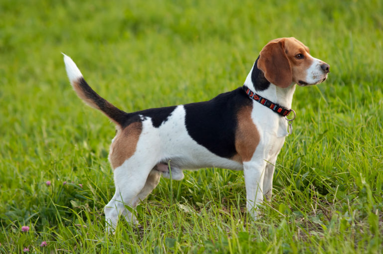 Beagle im Rasseportrait