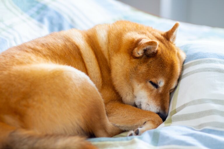 Wie lange schlafen Shiba Inus?